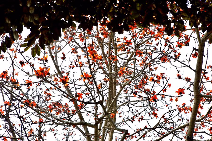 Hoa gạo (còn gọi là hoa mộc miên) thường nở vào tháng 3, loài hoa phân bố chủ yếu ở miền Bắc Việt Nam.