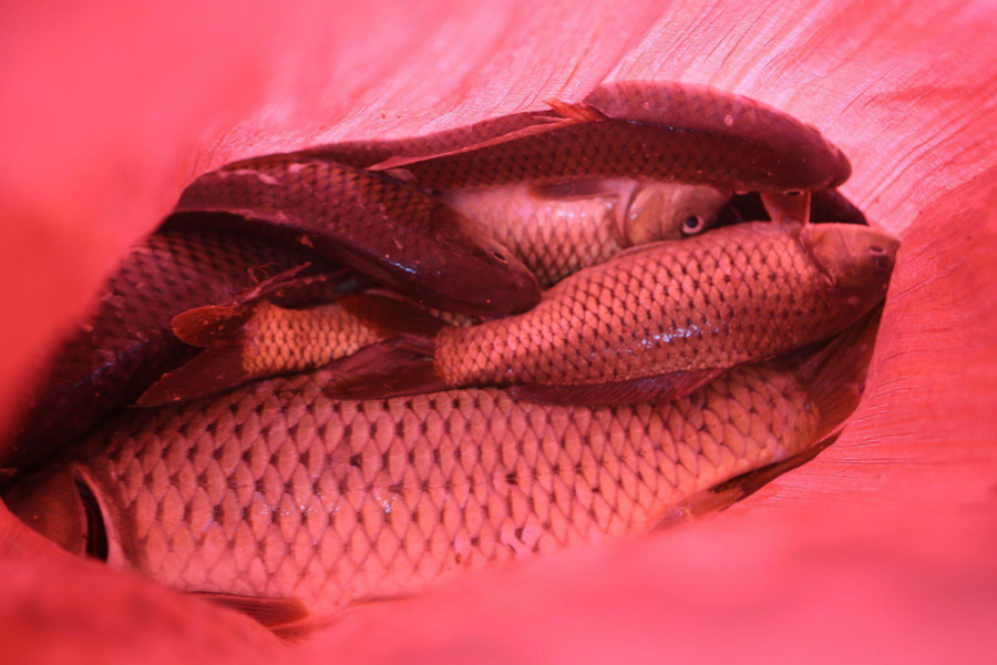 Không chỉ đưa về ăn người dân còn tận dụng số cá dư thừa để bán. Nhiều tay vợt sát cá, còn kiếm được gần 30kg chỉ sau vài giờ.