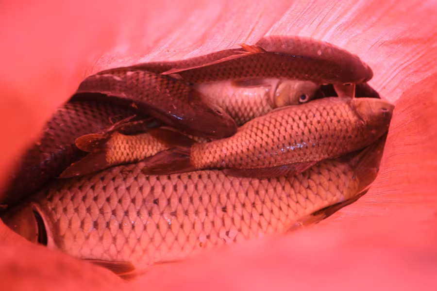 Không chỉ đưa về ăn người dân còn tận dụng số cá dư thừa để bán. Nhiều tay vợt sát cá, còn kiếm được gần 30kg chỉ sau vài giờ. Không chỉ đưa về ăn người dân còn tận dụng số cá dư thừa để bán. Nhiều tay vợt sát cá, còn kiếm được gần 30kg chỉ sau vài giờ.