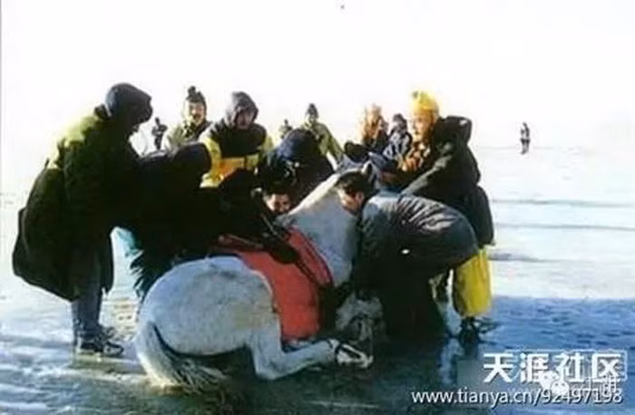 Bạch Long Mã trong phim đã được sơn màu trắng.