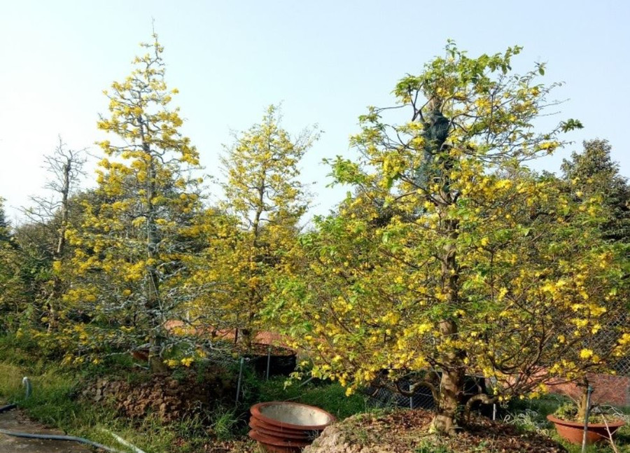 Mai vàng tại Làng mai Phước Định. Ảnh: Nam Sơn. Mai vàng tại Làng mai Phước Định. Ảnh: Nam Sơn.