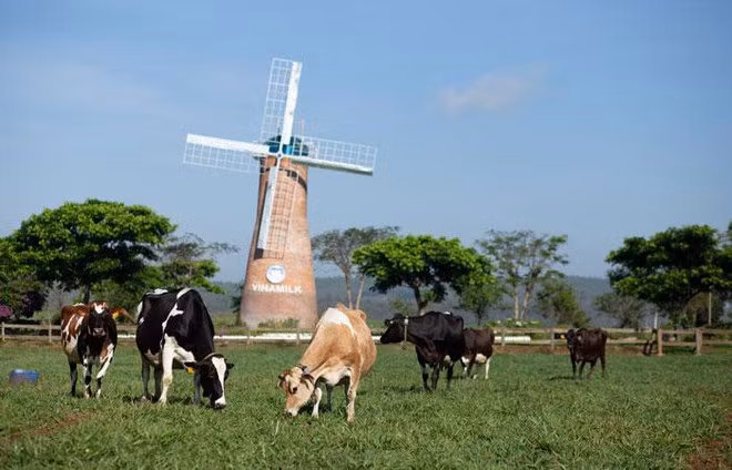 Vinamilk xuất khẩu sữa tươi Organic đi Trung Quốc, ra mắt ấn tượng tốt tại Triển lãm quốc tế Thượng Hải 2021 ảnh 5