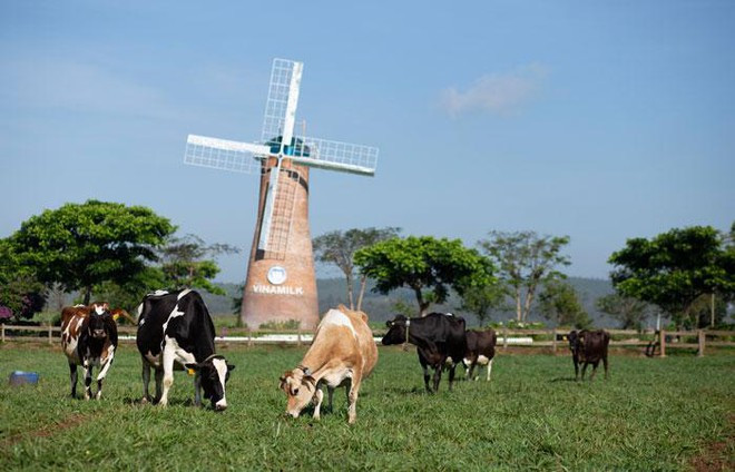 Vinamilk xuất khẩu sữa tươi Organic đi Trung Quốc ảnh 5 Vinamilk xuất khẩu sữa tươi Organic đi Trung Quốc, ra mắt ấn tượng tốt tại Triển lãm quốc tế Thượng Hải 2021 ảnh 5