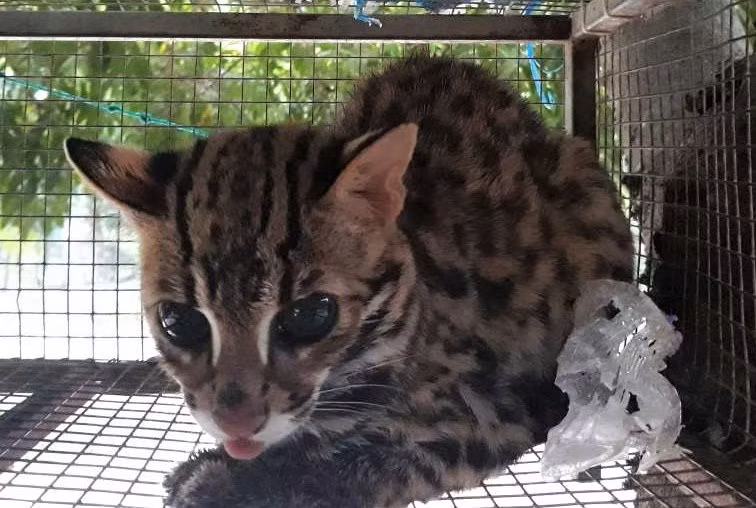 Một cá thể mèo rừng được tự nguyện chuyển giao tại Chi cục Kiểm lâm Thanh Hoá.