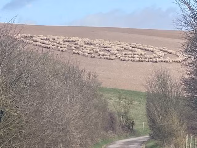 Bí ẩn hàng trăm con cừu đứng bất động, xếp thành hình vòng tròn như đĩa bay ảnh 2 Bí ẩn hiện tượng hàng trăm con cừu đứng bất động, xếp thành hình vòng tròn như đĩa bay của người ngoài hành tinh ảnh 2