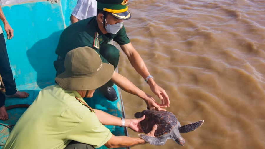 Cán bộ Đồn Biên phòng Trung Bình và Hạt kiểm lâm liên huyện Trần Đề-Cù Lao Dung thả các cá thể rùa biển họ vích về môi trường tự nhiên.