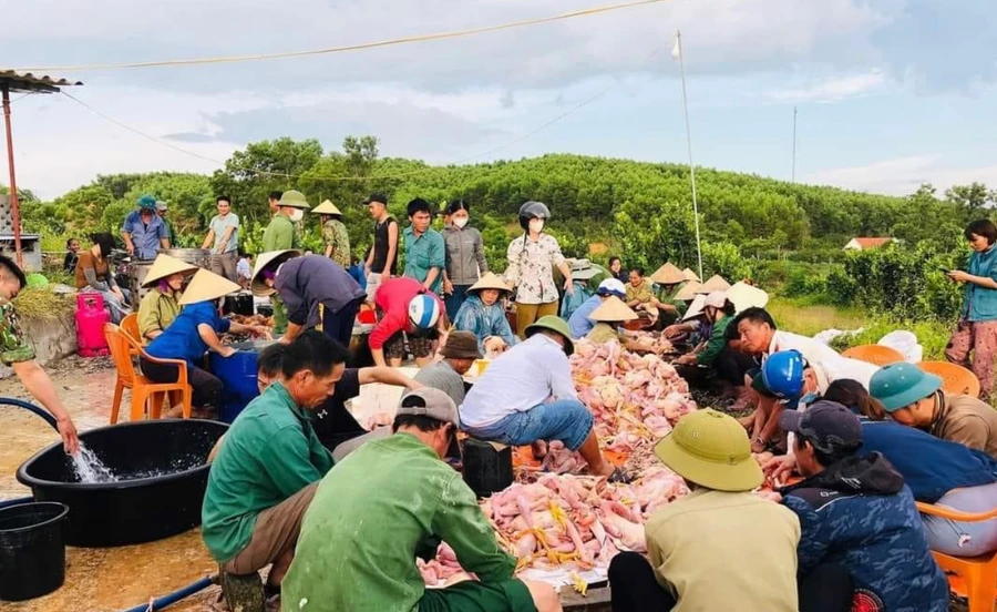 Người dân chung tay giải cứu gà giúp chủ trang trại