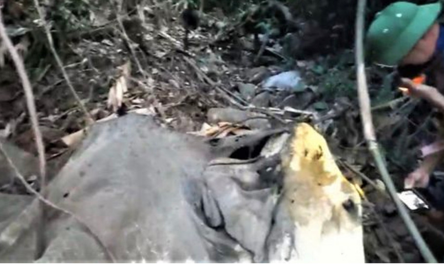 Xác voi đã phân hủy chỉ còn da và xương.