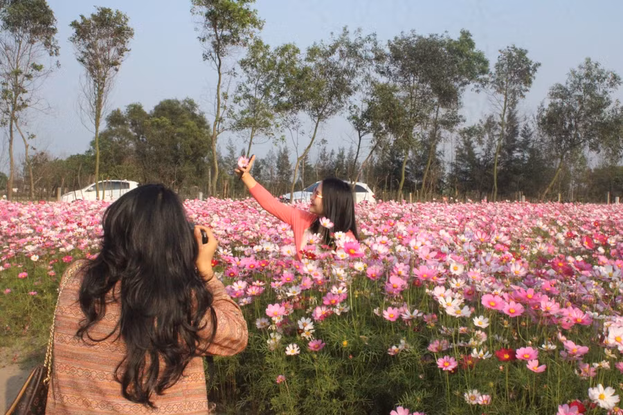 Cánh đồng hoa sao nhái rữ rỡ sắc màu thu hút nhiều bạn trẻ đến chụp ảnh.