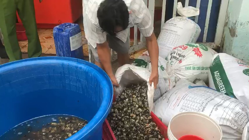 TP.HCM: 1,3 tấn ốc ngâm hóa chất công nghiệp trước khi bán - ảnh 3
