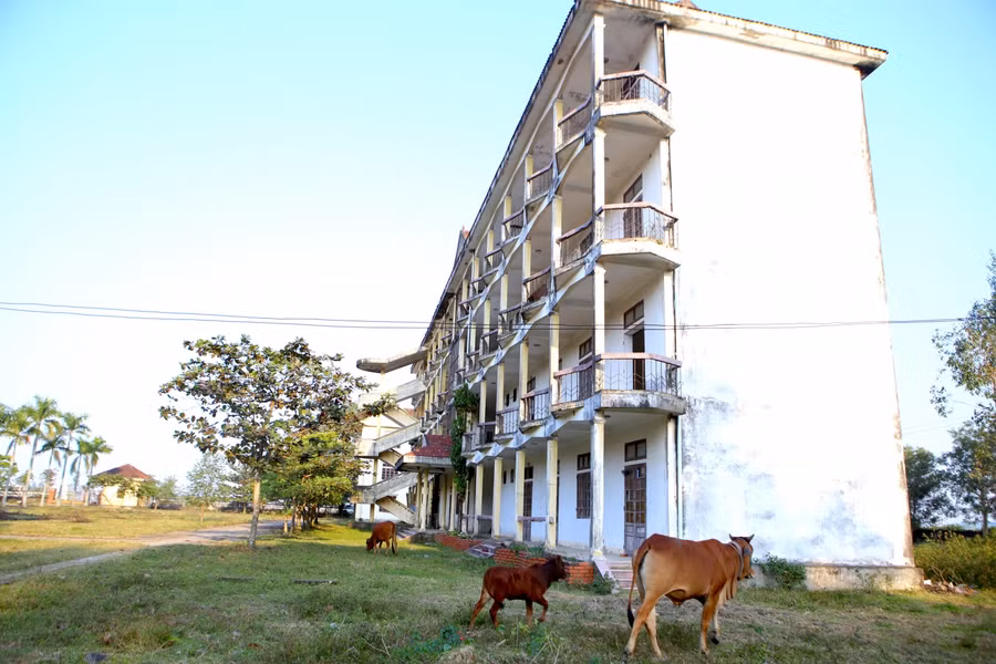 Không có người chăm sóc, cỏ mọc um tùm, xung quanh khuôn viên trường trở thành nơi lý tưởng để người dân xung quanh "biến" thành nơi chăn thả bò.