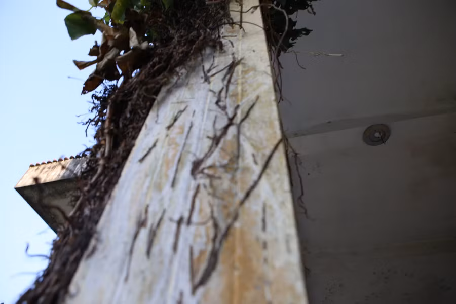 Tường, lan can, khuôn viên nhà trường đều bị cây cối, rêu mốc phủ kín.