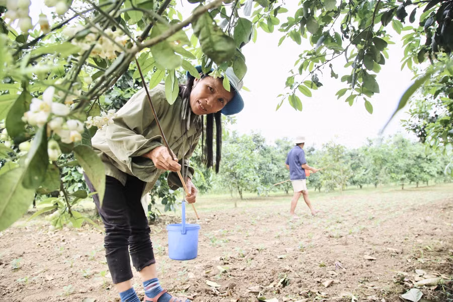 Công việc thụ phấn cho cây bưởi đòi hỏi người dân phải cẩn thận và tỉ mỉ vì khối lượng công việc nhiều. Thông thường, việc thụ phấn cho cây chỉ kéo dài trong khoảng 10-14 ngày.