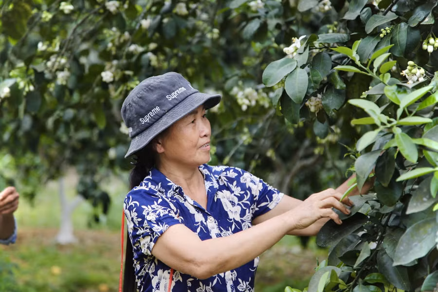 Từ cuối tháng 2, các vườn bưởi Phúc Trạch tại Hương Khê đã bắt đầu cho hoa nở rộ. Đây cũng là thời điểm, người dân tất bật thụ phấn cho lứa quả mới. Để kịp tiến độ mùa vụ, người dân phải dậy từ sáng sớm để bắt đầu công việc vì hoa bưởi chỉ nở khoảng 2 tuần lễ.