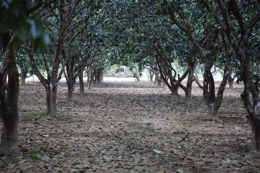 Bưởi Phúc Trạch được xem là đặc sản của huyện miền núi Hương Khê (Hà Tĩnh). Năm 1938, bưởi Phúc Trạch đã được thưởng mề đay trong cuộc đấu xảo quả ngon toàn Đông Dương và được công nhận là “đệ nhất bưởi” thời bấy giờ. Toàn huyện Hương Khê hiện có hơn 2.000 ha bưởi tập trung ở các xã như: Phúc Trạch, Hương Trạch, Hương Đô, Hương Thủy...