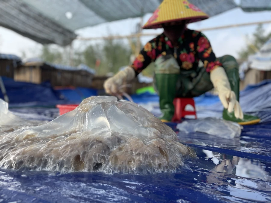 Hà Tĩnh: Ngư dân bãi ngang trúng đậm sứa biển