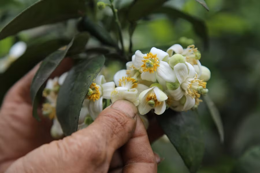 "Đệ nhất bưởi" vào mùa "kết đôi" ảnh 4