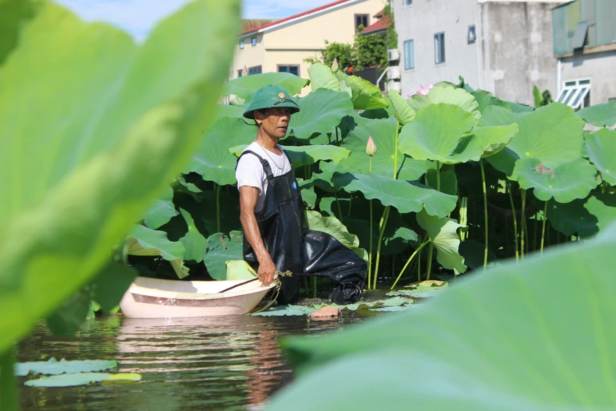 Để hái ngó sen, ông Đại phải dầm mình dưới bùn sình hàng giờ đồng hồ.