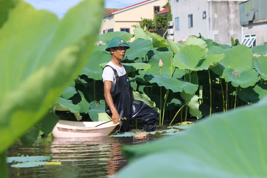 Để hái ngó sen, ông Đại phải dầm mình dưới bùn sình hàng giờ đồng hồ.