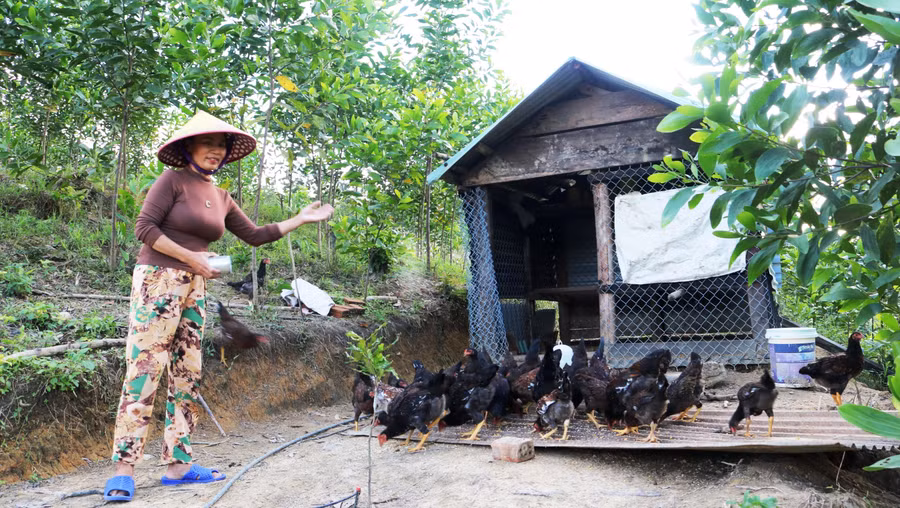Nhiều mô hình sinh kế trong cộng đồng được hình thành sau thời gian triển khai Nghị quyết số 03 của Huyện ủy Nam Giang. Nhiều mô hình sinh kế trong cộng đồng được hình thành sau thời gian triển khai Nghị quyết số 03 của Huyện ủy Nam Giang.