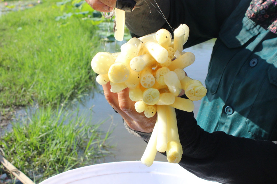 Ngó sen sau hái được rửa sạch, ngắt thành từng đoạn nhỏ và cột thành từng bó mới giao cho khách hàng. Ngó sen sau hái được rửa sạch, ngắt thành từng đoạn nhỏ và cột thành từng bó mới giao cho khách hàng.