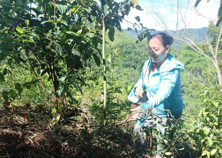 Người dân huyện miền núi Đông Giang mở rộng diện tích trồng chè dây, ba kích tím, hướng đi mới phát triển kinh tế hiệu quả, bền vững. Người dân huyện miền núi Đông Giang mở rộng diện tích trồng chè dây, ba kích tím, hướng đi mới phát triển kinh tế hiệu quả, bền vững.