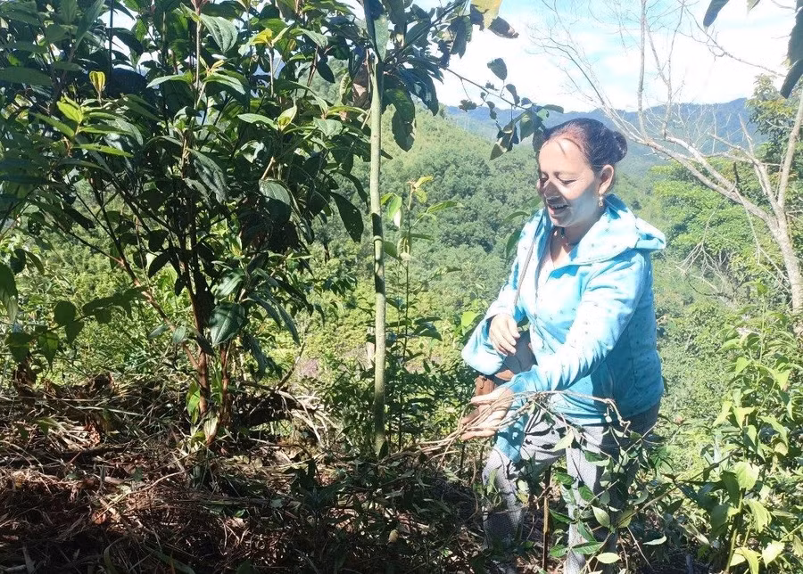 Người dân huyện miền núi Đông Giang mở rộng diện tích trồng chè dây, ba kích tím, hướng đi mới phát triển kinh tế hiệu quả, bền vững.