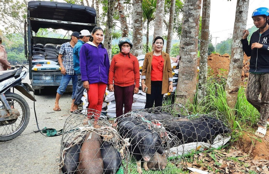 Nhiều hộ dân ở huyện Đông Giang tham gia nuôi heo địa phương theo chuỗi giá trị. Nhiều hộ dân ở huyện Đông Giang tham gia nuôi heo địa phương theo chuỗi giá trị.
