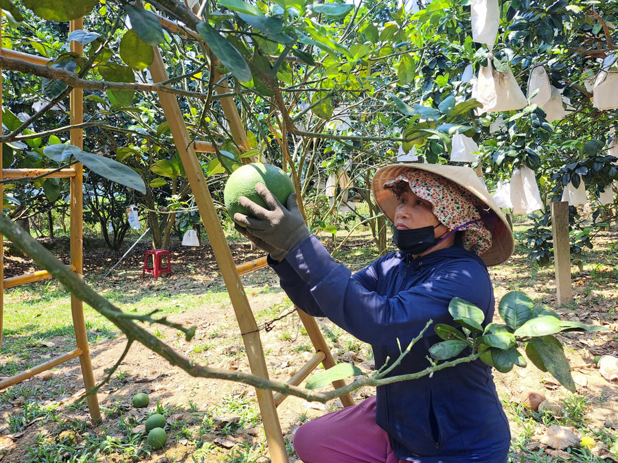 Huyện miền núi Đông Giang đẩy mạnh phát triển trồng cây ăn quả theo chuỗi sản xuất để cải thiện sinh kế cho bà con. Huyện miền núi Đông Giang đẩy mạnh phát triển trồng cây ăn quả theo chuỗi sản xuất để cải thiện sinh kế cho bà con.