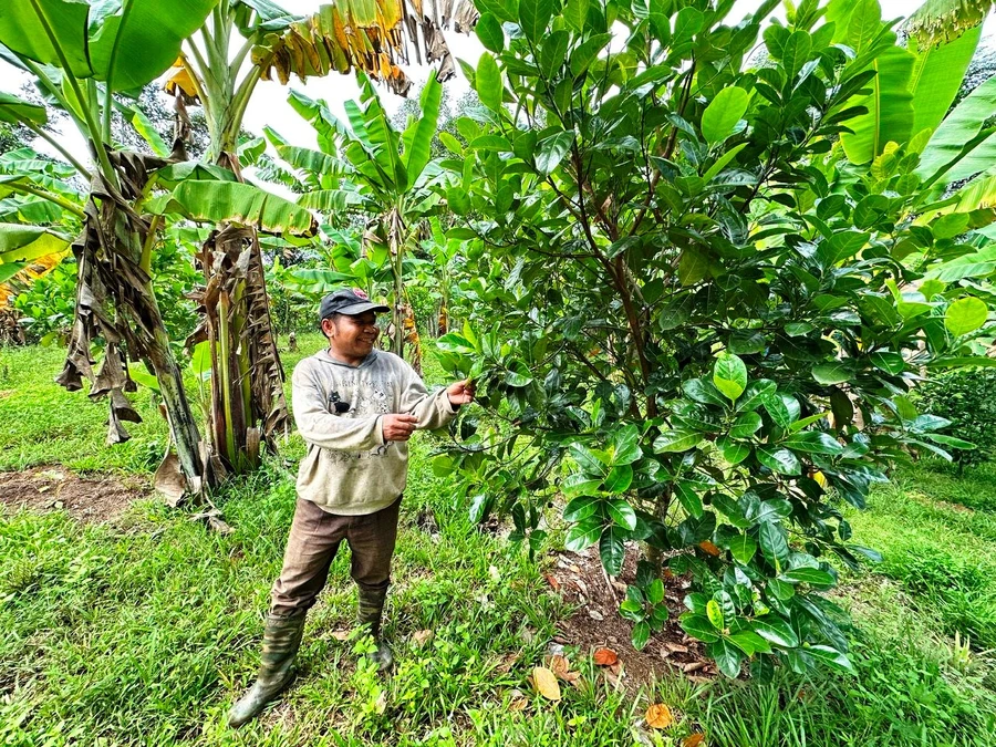 Người dân Nam Giang mở rộng mô hình vườn cây ăn quả, tìm hướng thoát nghèo bền vững.