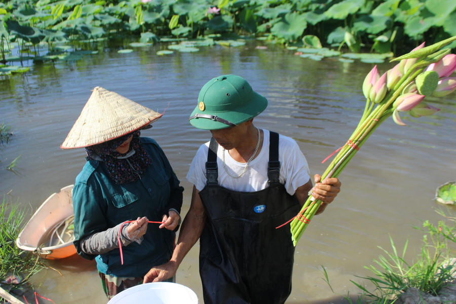 Bình quân chỉ riêng thu hoạch ngó sen đưa về vợ chồng ông Đại từ 300.000-400.000 đồng/ngày. Bình quân chỉ riêng thu hoạch ngó sen đưa về vợ chồng ông Đại từ 300.000-400.000 đồng/ngày.