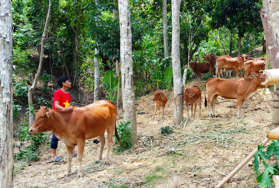 Mô hình “3 cây 3 con” đã từng bước thay đổi tư duy sản xuất của người dân địa phương, giúp họ thoát nghèo, thúc đẩy phát triển kinh tế địa phương.