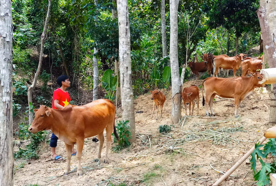 Mô hình “3 cây 3 con” đã từng bước thay đổi tư duy sản xuất của người dân địa phương, giúp họ thoát nghèo, thúc đẩy phát triển kinh tế địa phương. Mô hình “3 cây 3 con” đã từng bước thay đổi tư duy sản xuất của người dân địa phương, giúp họ thoát nghèo, thúc đẩy phát triển kinh tế địa phương.