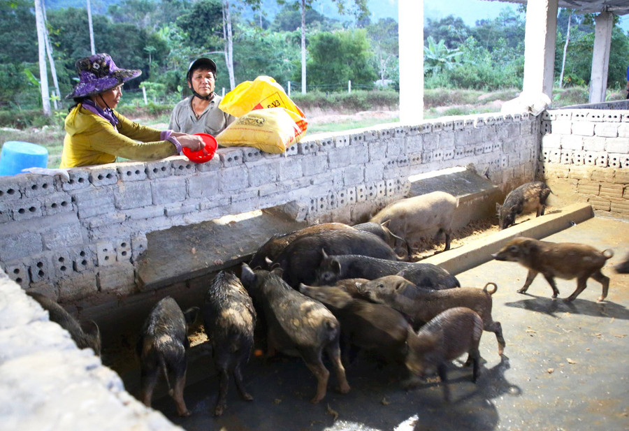 Hợp tác xã Nông lâm nghiệp A Liêng (xã Tà Bhing), là điểm sáng trong hoạt động chăn nuôi heo cỏ địa phương theo nhóm hộ.