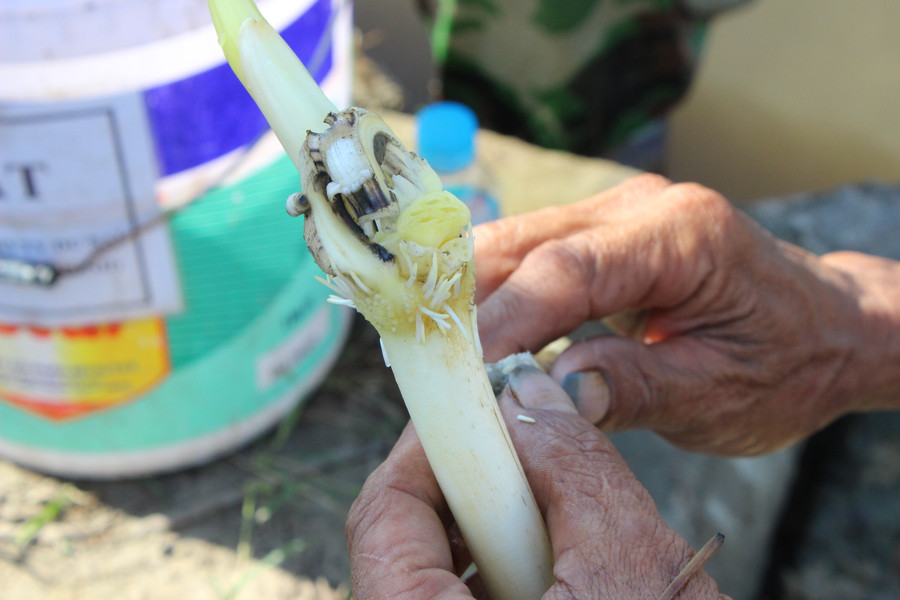 Để lấy ngó sen người nông dân phải thọc tay xuống sinh bùn sâu khoảng 30cm. Để lấy ngó sen người nông dân phải thọc tay xuống sinh bùn sâu khoảng 30cm.