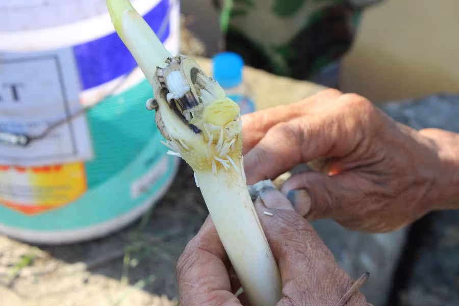 Để lấy ngó sen người nông dân phải thọc tay xuống sinh bùn sâu khoảng 30cm.