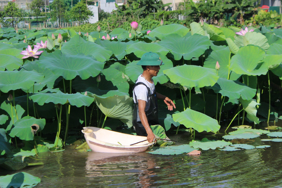Ông Đại chuẩn bị dụng cụ hái ngó sen. Ông Đại chuẩn bị dụng cụ hái ngó sen.