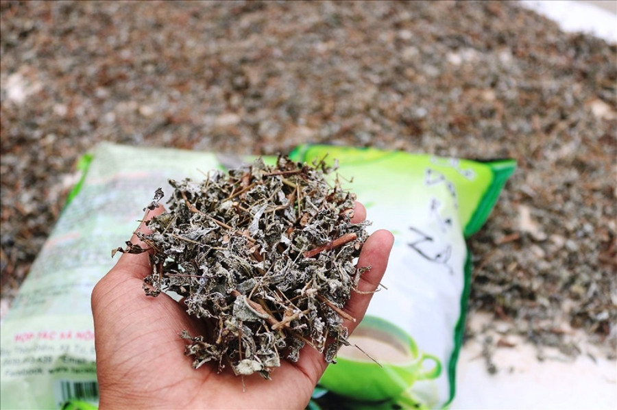 Chè dây Razéh sau khi thu hoạch được sơ chế và đem đi phơi. Chè dây Razéh sau khi thu hoạch được sơ chế và đem đi phơi.