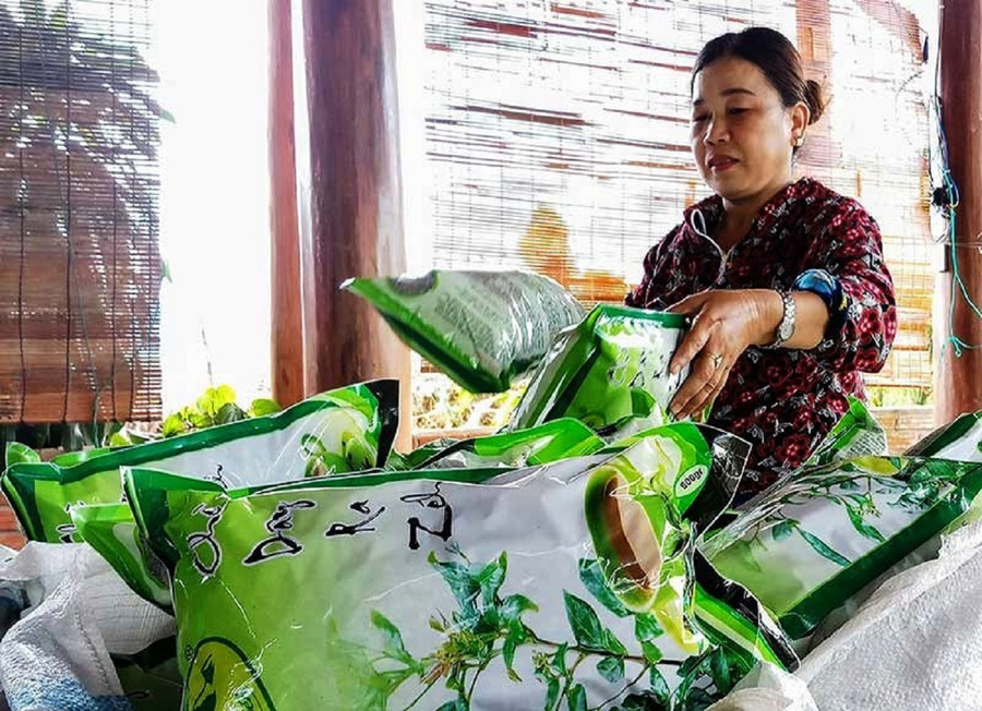 Nhờ trồng chè dây Razéh, nhiều hộ dân ở xứ Panan xã Tư (huyện Đông Giang, Quảng Nam) có thu nhập tốt, đời sống được cải thiện, nâng cao. Nhờ trồng chè dây Razéh, nhiều hộ dân ở xứ Panan xã Tư (huyện Đông Giang, Quảng Nam) có thu nhập tốt, đời sống được cải thiện, nâng cao.