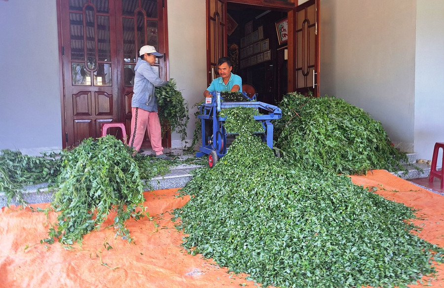 Ông Phòng hơn 2ha trồng chè dây, năng suất mỗi năm 15 - 20 tấn, thu lãi trên 100 triệu đồng. Ông Phòng hơn 2ha trồng chè dây, năng suất mỗi năm 15 - 20 tấn, thu lãi trên 100 triệu đồng.