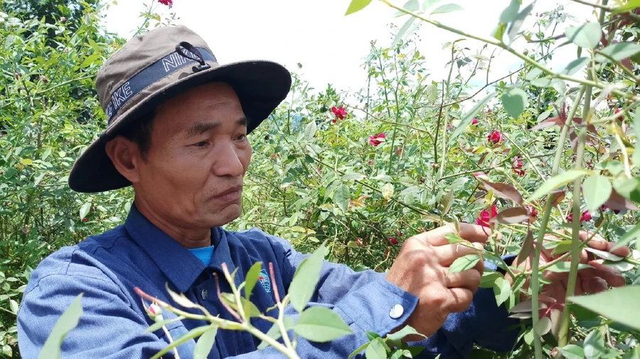 Lão nông Phạm Quốc Phòng (xã Tư, huyện Đông Giang, Quảng Nam).