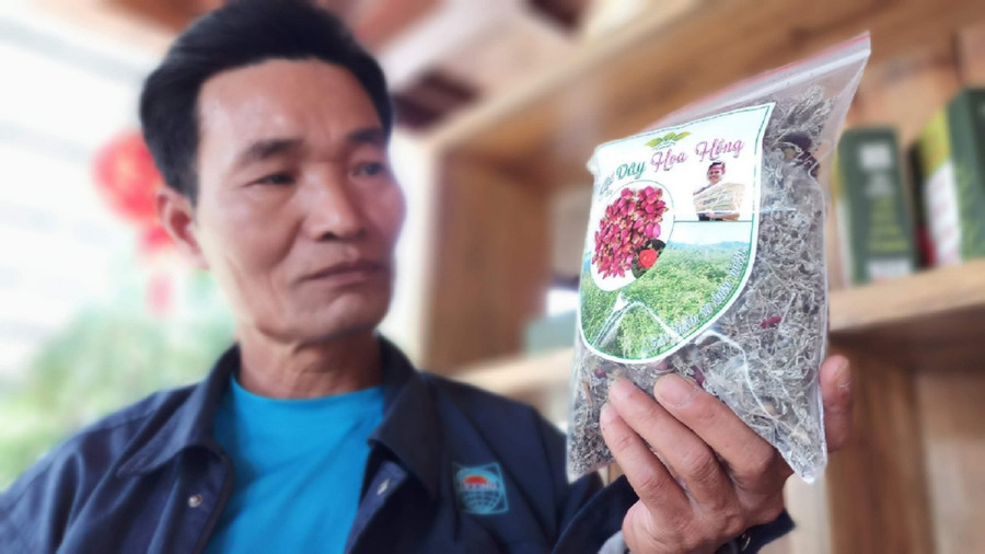 Trà hoa hồng Panan - sản phẩm mới được ông Phòng kết hợp từ hoa hồng và chè dây có công dụng làm đẹp da, tế tạo tế bào da chống lão hóa… Trà hoa hồng Panan - sản phẩm mới được ông Phòng kết hợp từ hoa hồng và chè dây có công dụng làm đẹp da, tế tạo tế bào da chống lão hóa…