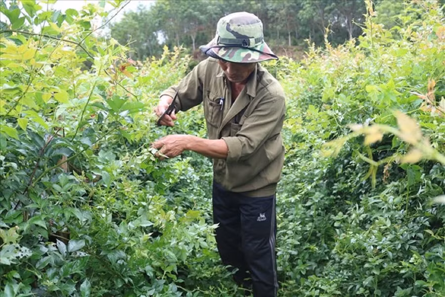 Chè dây Razéh, hoa hồng đã giúp lão nông Phạm Quốc Phòng vực dậy kinh tế gia đình và địa phương.