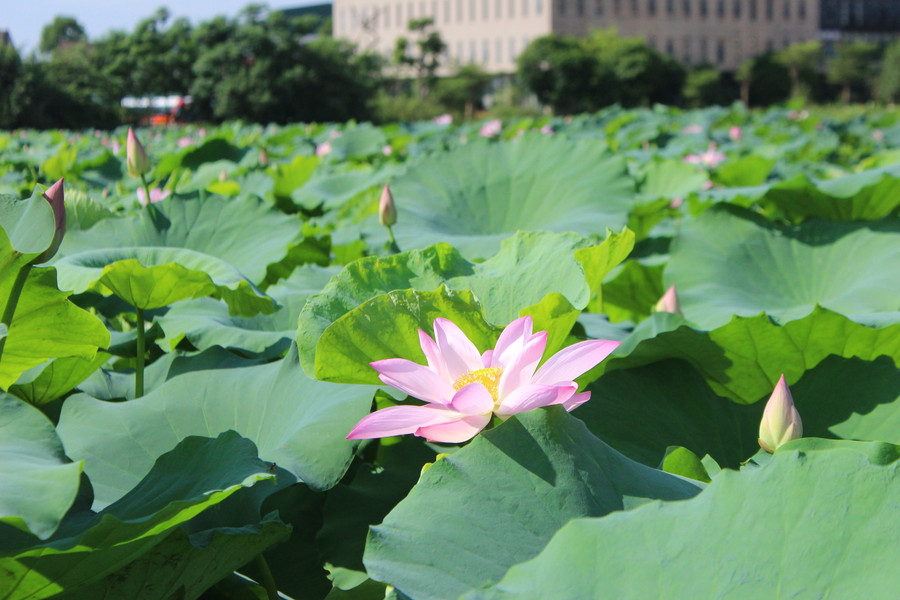 Giống sen cao sản cho năng suất cao để thu hoạch hạt và ngó. Giống sen cao sản cho năng suất cao để thu hoạch hạt và ngó.