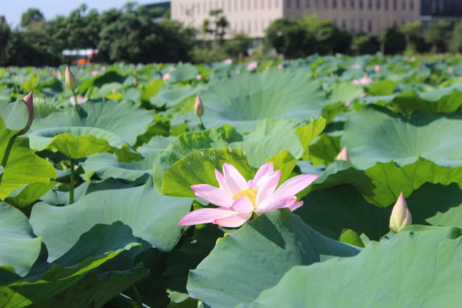 Giống sen cao sản cho năng suất cao để thu hoạch hạt và ngó.