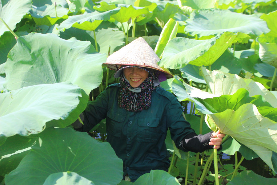 Không chỉ thu hoạch ngó, cây sen còn đem lại thu nhập từ lá, củ, hạt... Không chỉ thu hoạch ngó, cây sen còn đem lại thu nhập từ lá, củ, hạt...