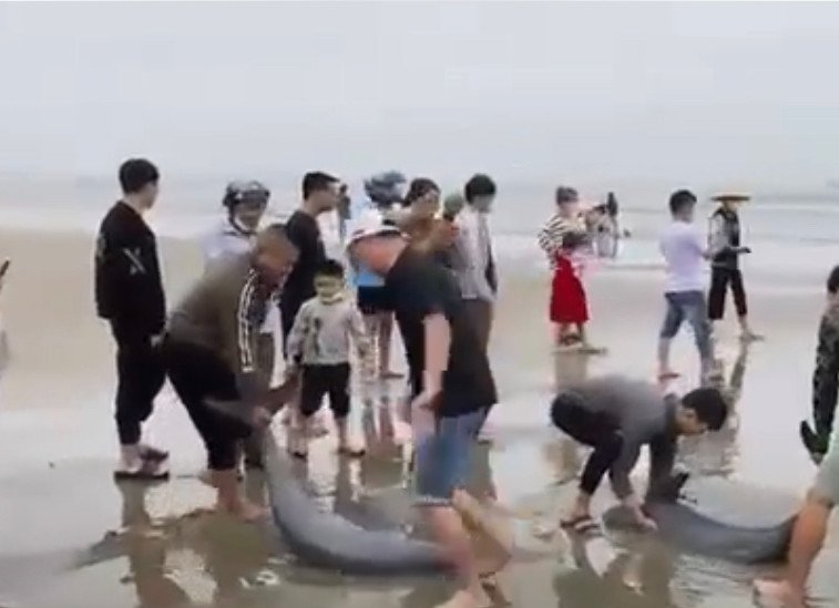 Người dân hỗ trợ đưa đàn cá thả về biển.