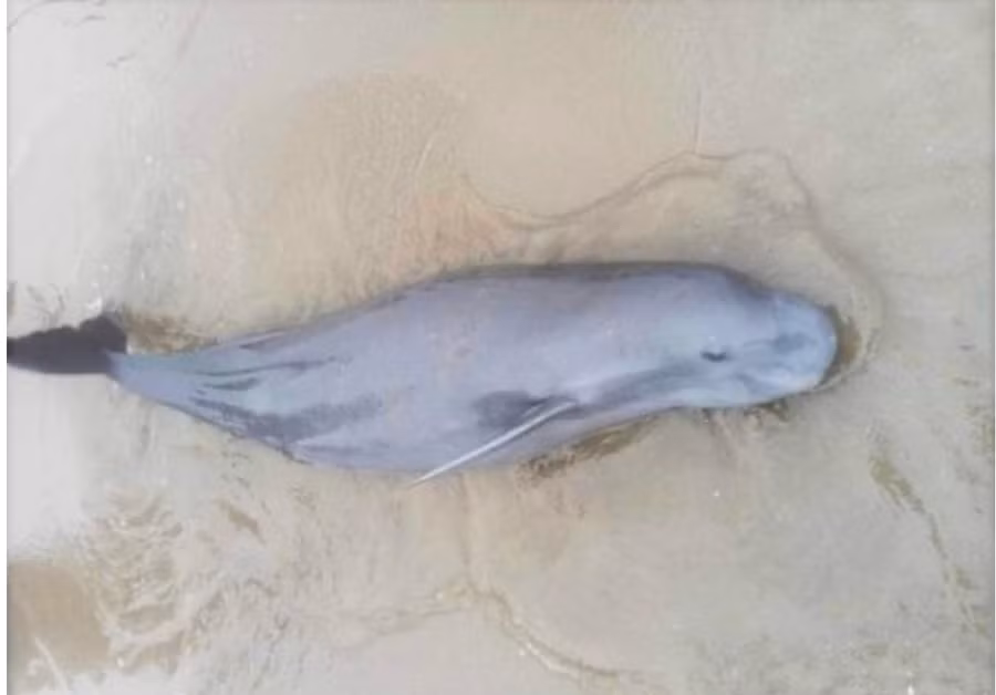 Loài cá nược mắc lưới ngư dân Nghi Xuân ( Hà Tĩnh). Ảnh người dân cung cấp.