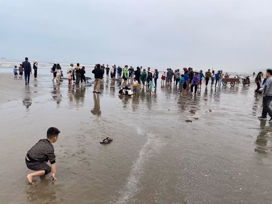 Người dân hiếu kỳ đổ xô đi xem cá "lạ".