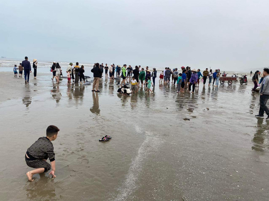 Người dân hiếu kỳ đổ xô đi xem cá &quot;lạ&quot;.